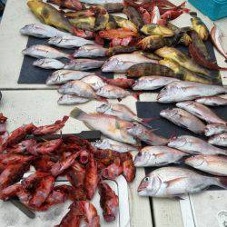 リトルワン 釣果