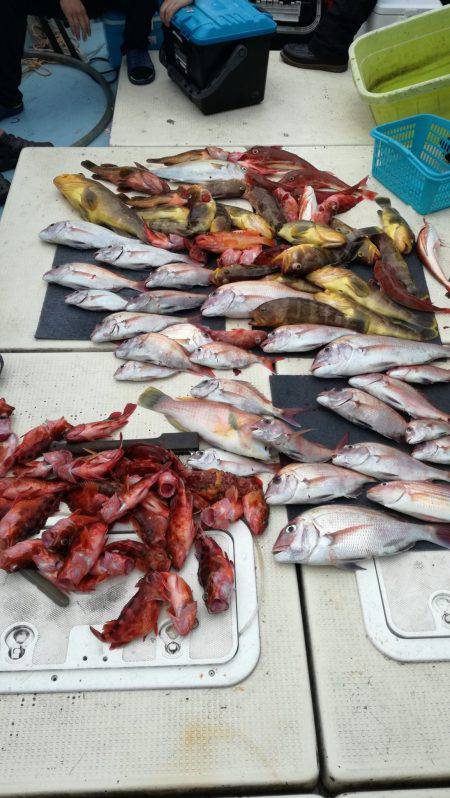 リトルワン 釣果