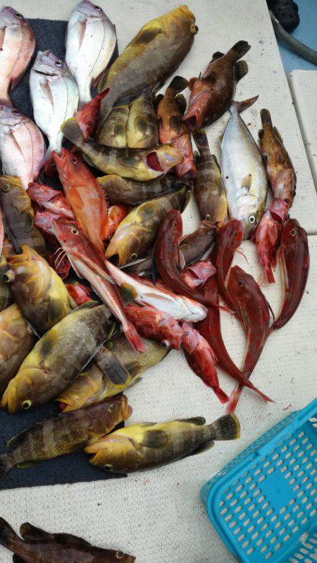 リトルワン 釣果