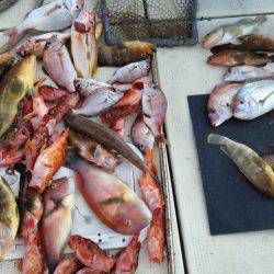 リトルワン 釣果