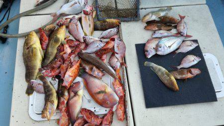 リトルワン 釣果