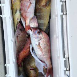 リトルワン 釣果