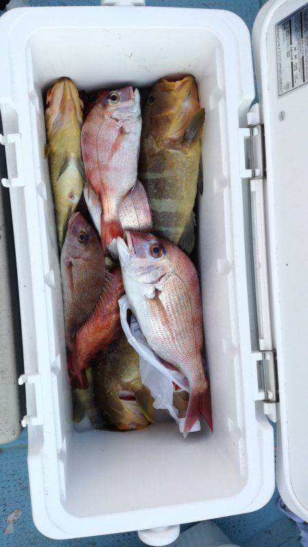 リトルワン 釣果