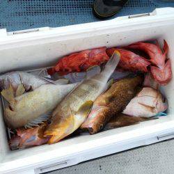 リトルワン 釣果