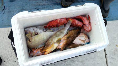 リトルワン 釣果