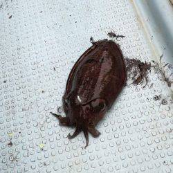 リトルワン 釣果