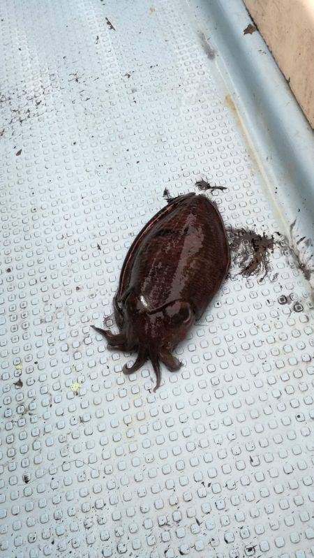 リトルワン 釣果