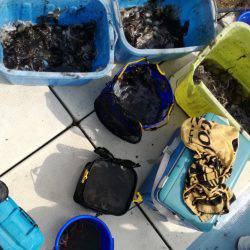 リトルワン 釣果