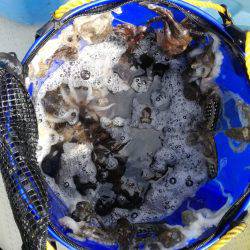 リトルワン 釣果