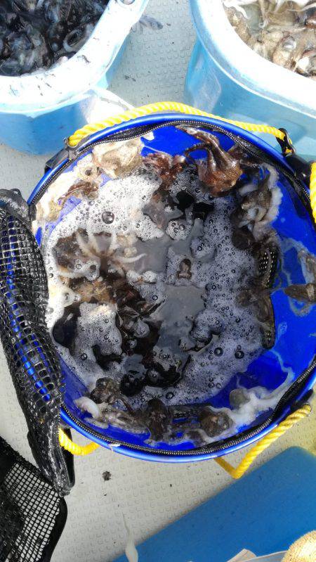 リトルワン 釣果