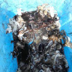 リトルワン 釣果