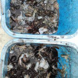 リトルワン 釣果