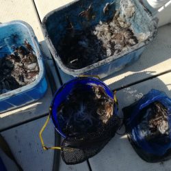 リトルワン 釣果