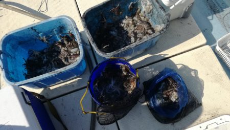 リトルワン 釣果