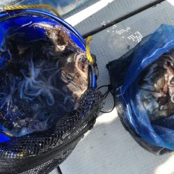 リトルワン 釣果