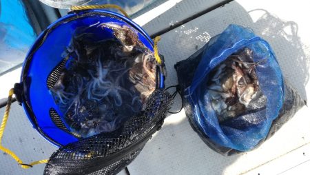 リトルワン 釣果