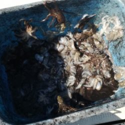 リトルワン 釣果