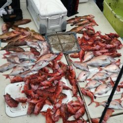 リトルワン 釣果