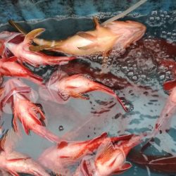 リトルワン 釣果