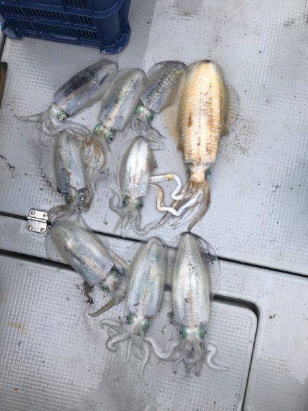 BlueOcean(ブルーオーシャン) 釣果