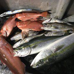 たいし丸 釣果