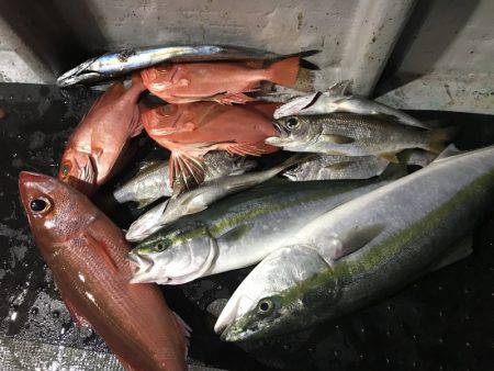 たいし丸 釣果
