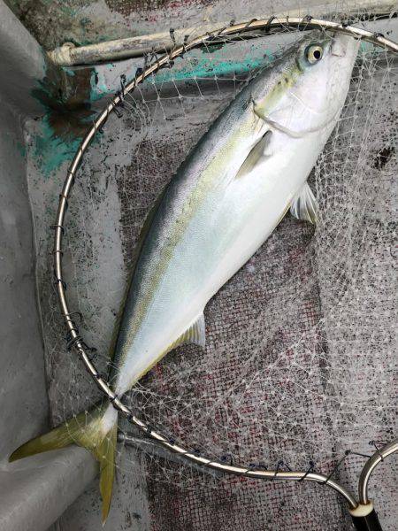 たいし丸 釣果