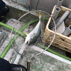たいし丸 釣果