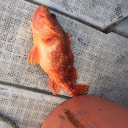 シーモンキー 釣果