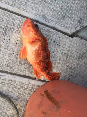 シーモンキー 釣果