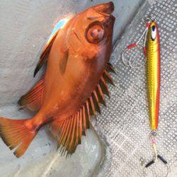 シーモンキー 釣果