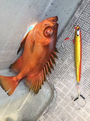 シーモンキー 釣果