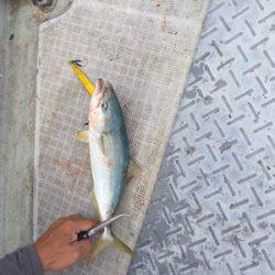 シーモンキー 釣果