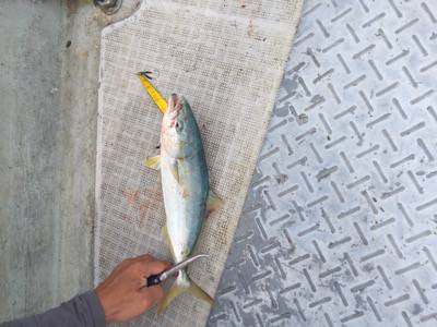 シーモンキー 釣果