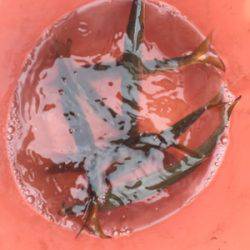 シーモンキー 釣果