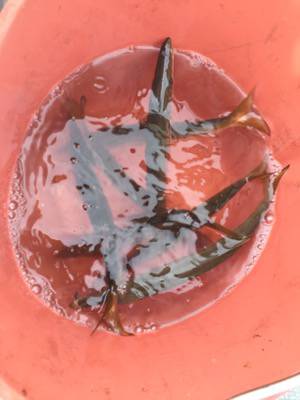 シーモンキー 釣果