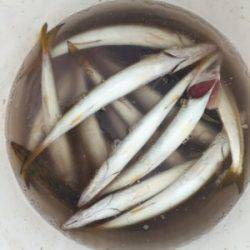 シーモンキー 釣果