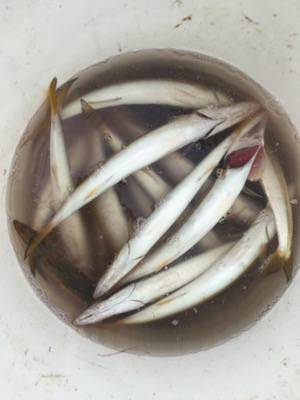 シーモンキー 釣果