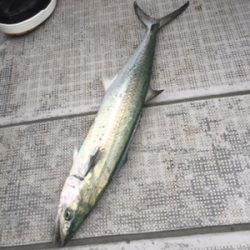 シーモンキー 釣果