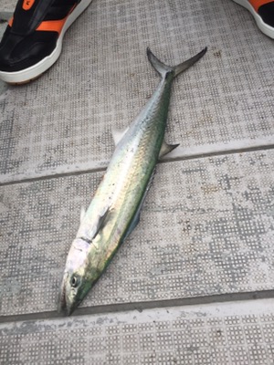 シーモンキー 釣果