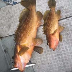 シーモンキー 釣果