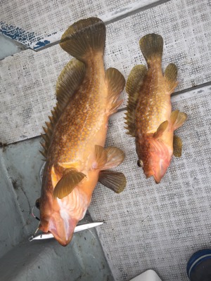 シーモンキー 釣果