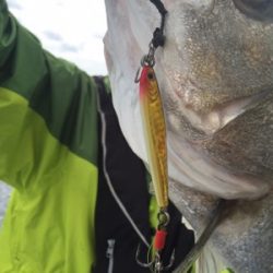 シーモンキー 釣果