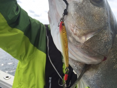 シーモンキー 釣果