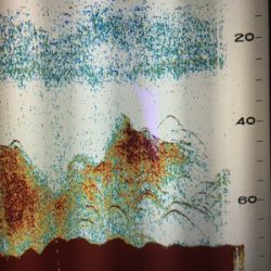 シーモンキー 釣果