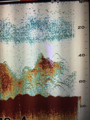 シーモンキー 釣果
