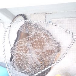 シーモンキー 釣果