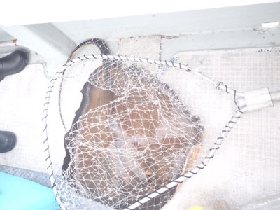 シーモンキー 釣果