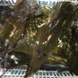 さとみ丸 釣果