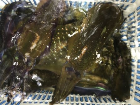 さとみ丸 釣果